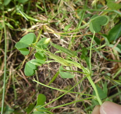 Oxalis corniculata