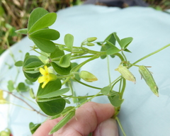 Oxalis corniculata