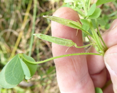 Oxalis corniculata