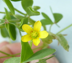 Oxalis corniculata