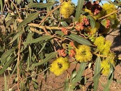 Eucalyptus erythrocorys