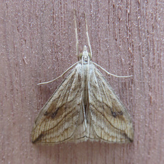 Evergestis forficalis