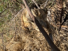 Trichosurus vulpecula hypoleucus