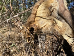 Trichosurus vulpecula hypoleucus