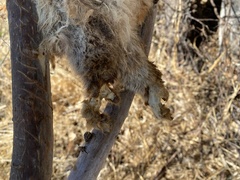 Trichosurus vulpecula hypoleucus