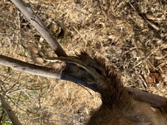 Trichosurus vulpecula hypoleucus