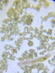 Macrostomum