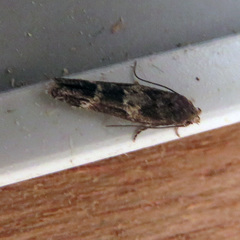 Mompha subbistrigella