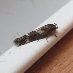 Mompha subbistrigella