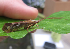 Limnephilus marmoratus