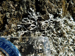 Heterodermia appalachensis