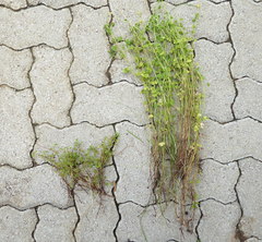 Oxalis corniculata