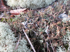 Cladonia grayi