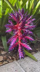 Bromeliaceae