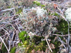 Cladonia grayi