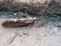 Trichoptera
