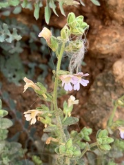 Chaenorhinum villosum
