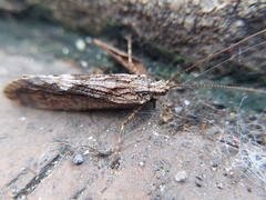 Trichoptera