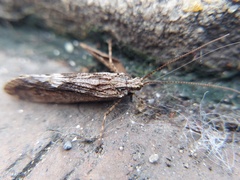 Trichoptera
