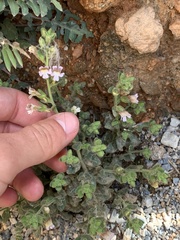 Chaenorhinum villosum