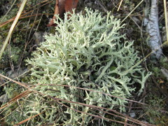Cladonia caroliniana