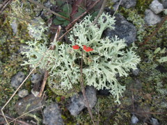Cladonia caroliniana