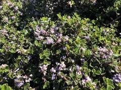 Ceanothus gloriosus exaltatus