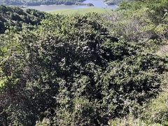 Ceanothus gloriosus exaltatus