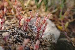 Sedum aetnense