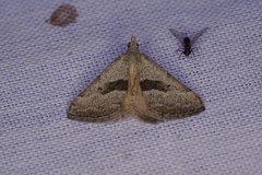 Dichromodes leptozona