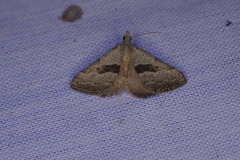 Dichromodes leptozona