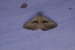 Dichromodes leptozona