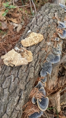 Trametes versicolor