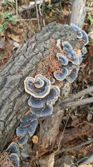 Trametes versicolor