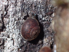 Austrochloritis wollemiensis