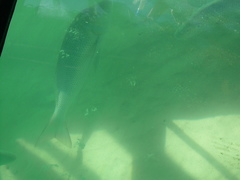 Lethrinus nebulosus