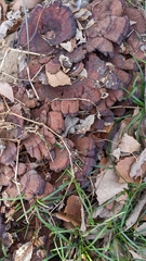 Daedaleopsis tricolor