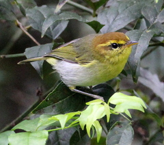 Phylloscopus ruficapilla