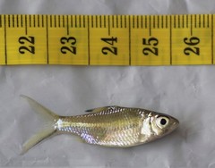 Barbonymus schwanefeldii