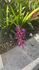 Bromeliaceae