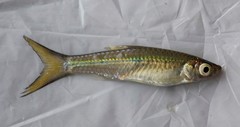 Rasbora dusonensis