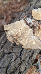 Trametes versicolor