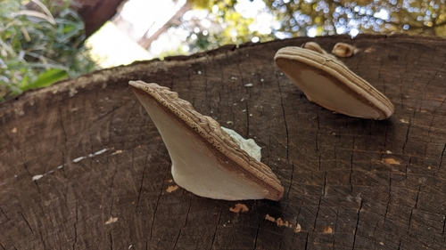 Ganoderma applanatum