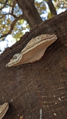 Ganoderma applanatum