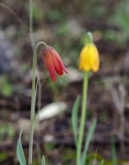 Fritillaria euboeica