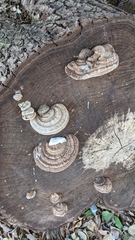 Ganoderma applanatum