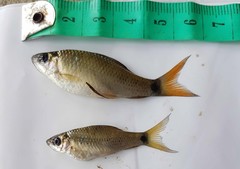 Osteochilus