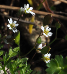 Draba minima