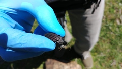 Carabus melancholicus