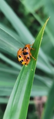 Podontia affinis